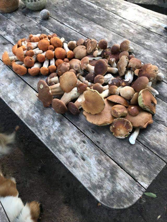 Nors vežimu vežk – taip šiemet galima sakyti apie grybų derlių. Tačiau daugelis baravykų – su „gyventojais“. SOCIALINIŲ TINKLŲ nuotr.