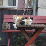 Mirus šeimininkui, šios uodegėlės liko niekam nereikalingos. Jeigu ne Vitalija Gudonienė, keturkojai jau būtų nugaišę iš bado. I. STULGAITĖS-KRIUKIENĖS nuotr.