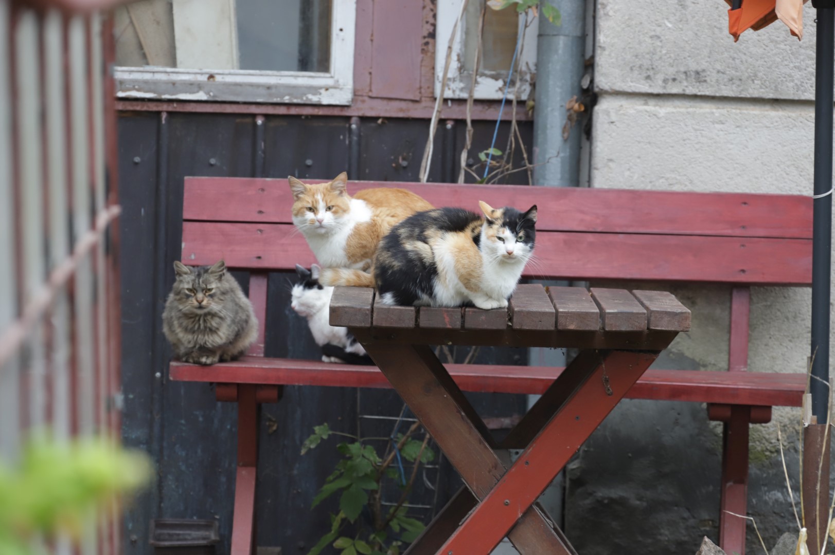 Mirus šeimininkui, šios uodegėlės liko niekam nereikalingos. Jeigu ne Vitalija Gudonienė, keturkojai jau būtų nugaišę iš bado. I. STULGAITĖS-KRIUKIENĖS nuotr. 