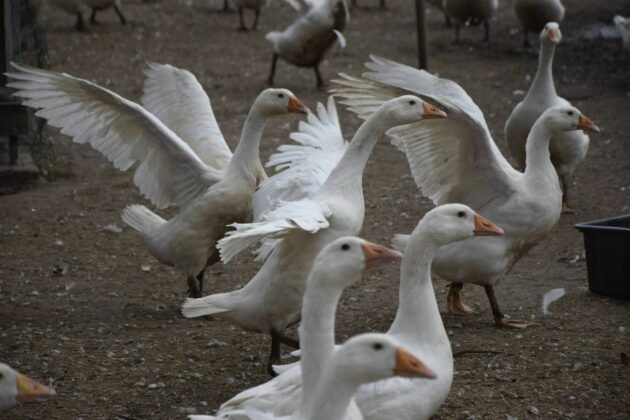 A. Bielinio asmeninio archyvo nuotr.