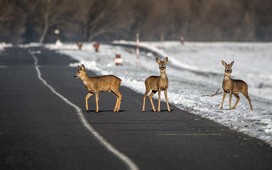 Sausio paskutinį savaitgalį, 28–30 dienomis, policijos pareigūnai užregistravo, pirminiais duomenimis, 201 eismo įvykį: penktadienį – 72, šeštadienį – 66, sekmadienį – 63.
