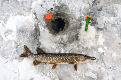 Aplinkos apsaugos departamentas primena, kad nuo sausio 3 iki balandžio 30 d. žvejams mėgėjams draudžiama žvejoti masalui naudojant žuvelę (išskyrus žvejybą Kuršių mariose ir žvejybą žuvies gabalėliu).