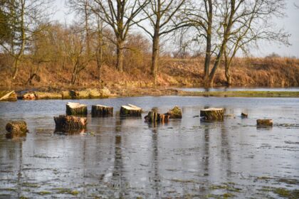 Velžyje atsivėrė išskirtinis vaizdas: apsemti, iš po vandens kyšantys storiausi nupjautų medžių kelmai. Juos regint, kyla įspūdis, tarsi būtų išpjauta dešimtys medžių.