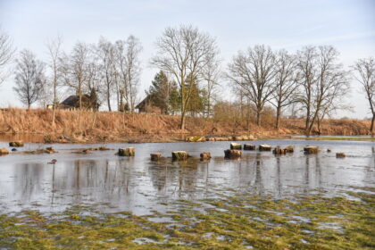 Velžyje atsivėrė išskirtinis vaizdas: apsemti, iš po vandens kyšantys storiausi nupjautų medžių kelmai.