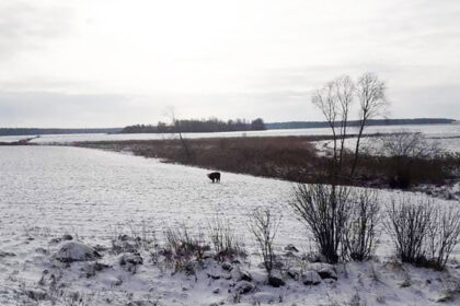 Paklydę šunys ar katės nieko nebestebina. Panevėžiečiams pavyko rasti ir tikriesiems šeimininkams grąžinti papūgėlių, triušių, net ožį.