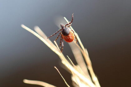 Atgimstant gamtai, iš žiemos miego pabunda ir pavojingas ligas platinantys voragyviai – erkės.