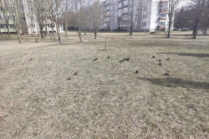 Panevėžiečiai praėjusį savaitgalį tapo neeilinio reginio liudininkais.