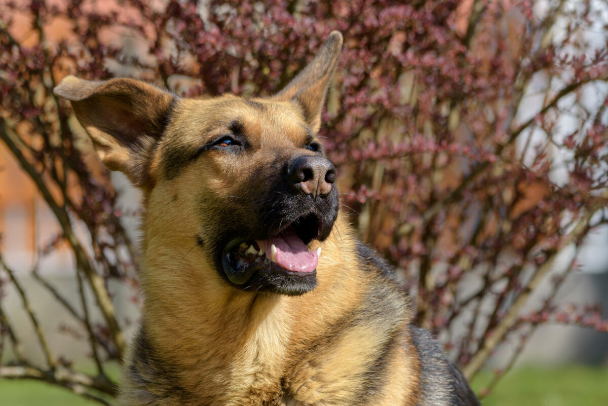 Aras. G. Karaliūnaitės nuotr.