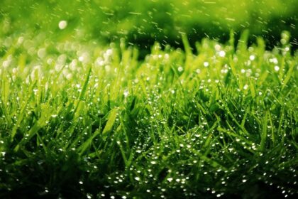 Basomis kojomis jausti ryto rasą ant žolės – tikras malonumas, tačiau po šaltos ir snieguotos žiemos daugelis šeimininkų negali pasigirti savo vejos grožiu.