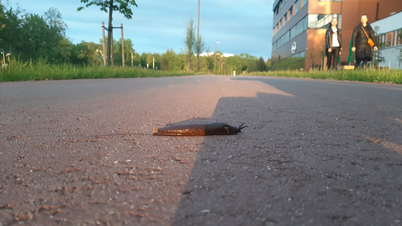 Panevėžio savivaldybė pusiau juokais, pusiau rimtai svarsto, ar nevertėtų skelbti viešųjų pirkimų konkurso šliužams surinkti.