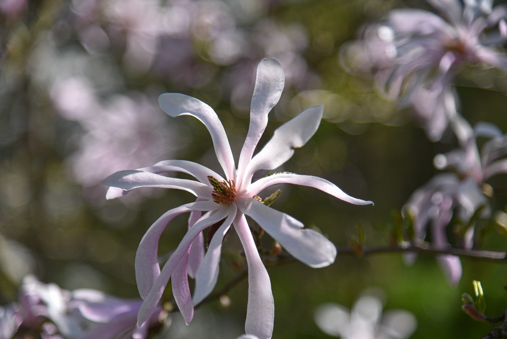 Įspūdingoje gamtos oazėje veši per tūkstantį parko įkūrėjo Stasio Juknevičiaus pasodintų augalų, tarp jų – ir žiedais kerinčios magnolijos. P. ŽIDONIO nuotr.