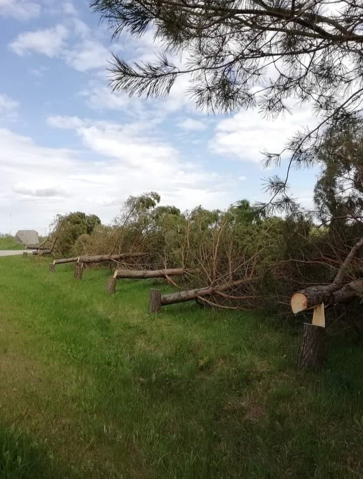 Katinų kaimo gyventojai sekmadienio rytą negalėjo patikėti savo akimis: kol miegojo, naktį kažkas jų kieme išguldė gražuoles pušis. ASMENINIO ARCHYVO nuotr. 