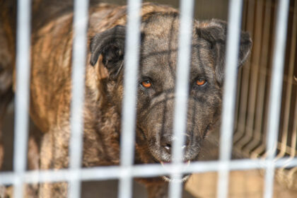 Neprižiūrintiems augintinių ar žiauriai su jais pasielgusiems šeimininkams gali tekti ne tik kloti baudas už tokį elgesį, bet dargi ir atlyginti laikinai tokius vargšus priglaudusių globėjų patirtas išlaidas.