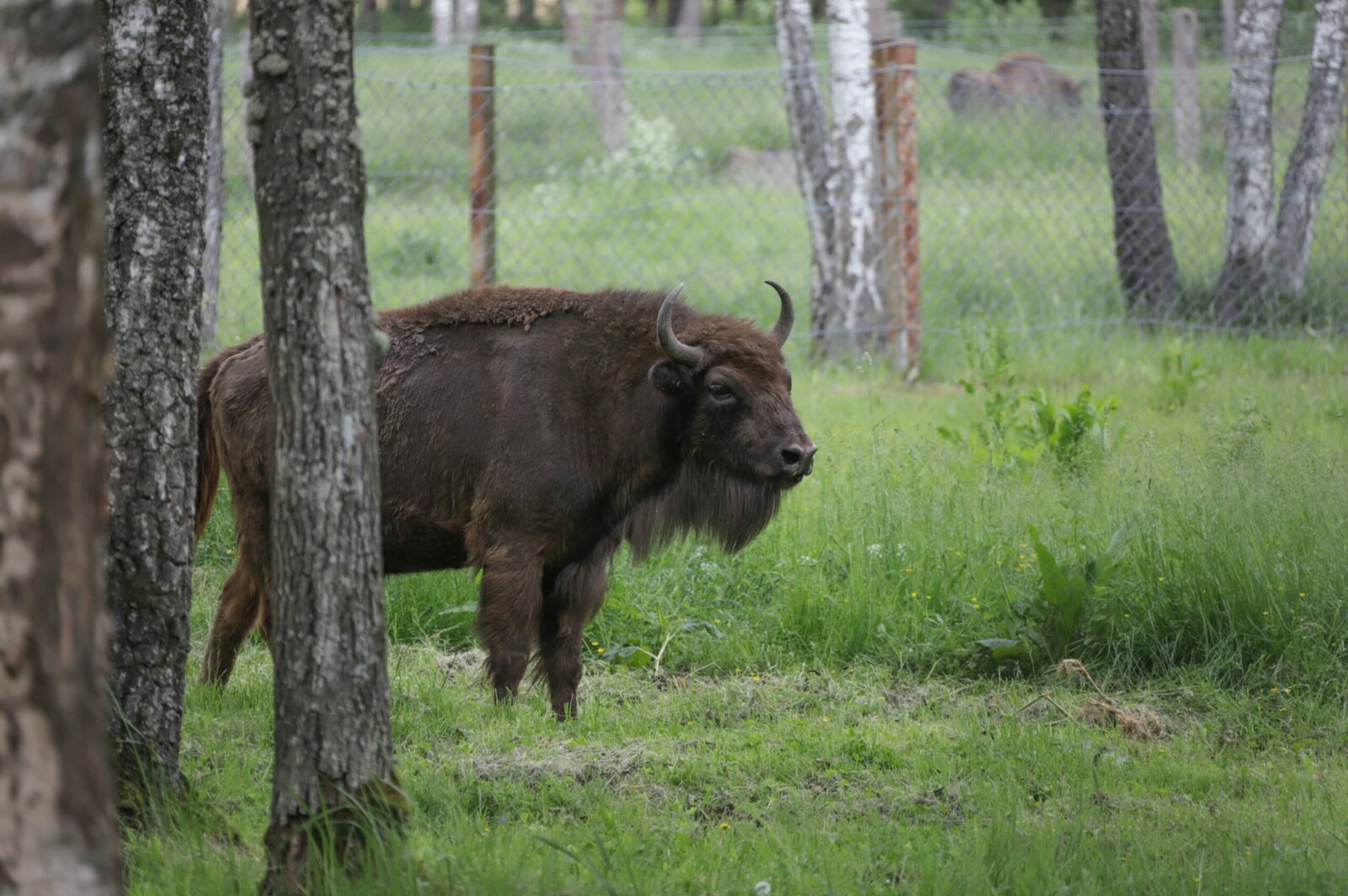 Asociatyvi I. Stulgaitės–Kriukienės nuotr.