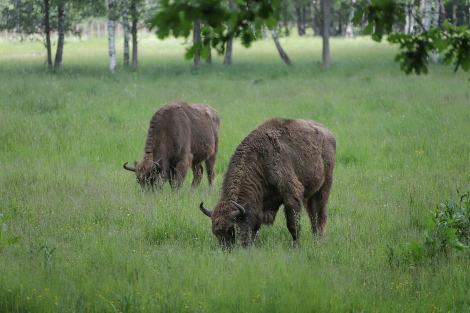 Stumbrynas Panevėžio rajone. I. Stulgaitės–Kriukienės nuotr.