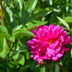 P. ŽIDONIO nuotraukos