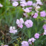 P. ŽIDONIO nuotraukos