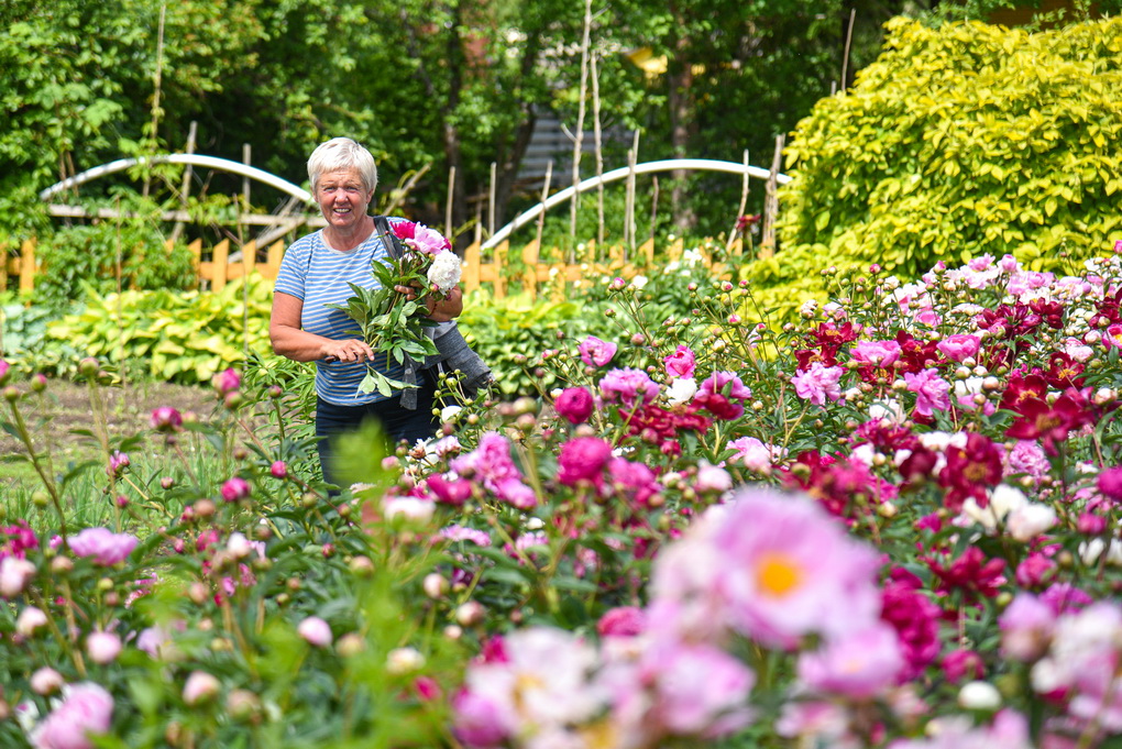 Pasak Algirdo Gražio, senovinėmis gėlėmis laikyti bijūnai dar prieš kelerius metus nebuvo madingos gėlės, o štai šiemet jos – tarp paklausiausių. P. ŽIDONIO nuotr.