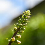 P. ŽIDONIO nuotraukos