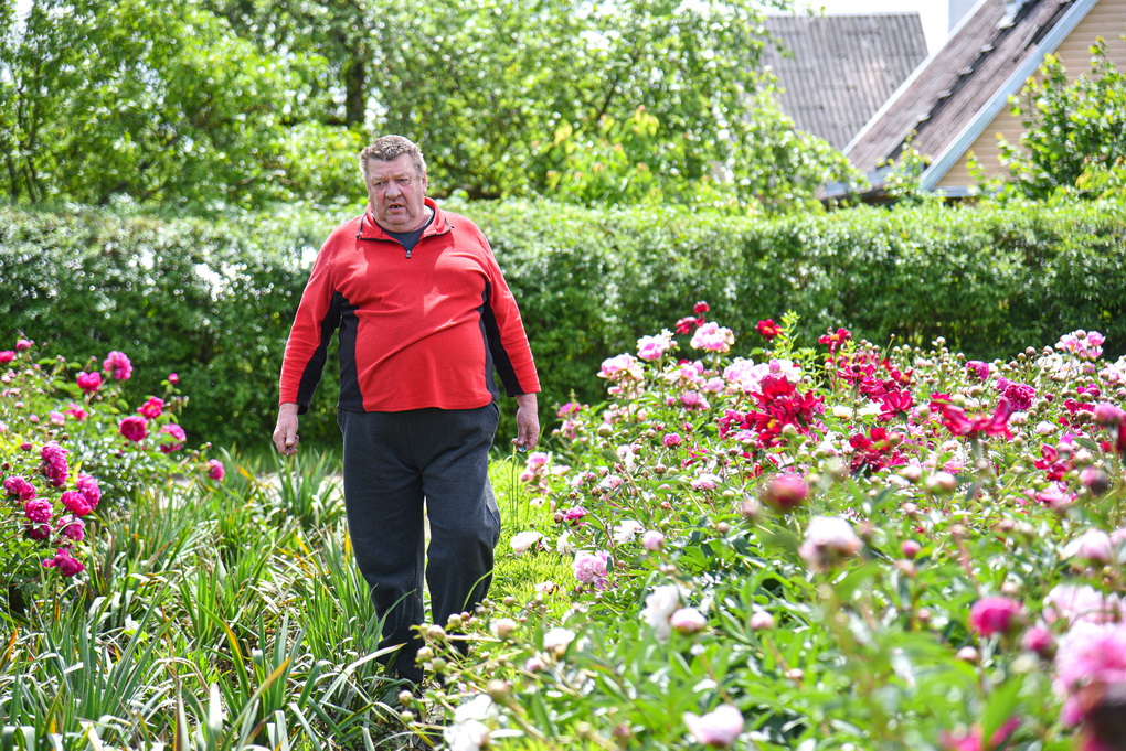 Panevėžiečio plantacijose – kone 200 bijūnų veislių, juos panevėžietis, vienas garsiausių Lietuvoje selekcininkų, augina jau keturis dešimtmečius. P. ŽIDONIO nuotr.