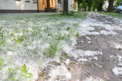 Pačiame vasaros įkarštyje Panevėžyje į Radviliškio ir Raginėnų gatves atklydo žiema. Taip pagalvoti galima pamačius baltu purumu nuklotus daugiabučių bei individualių namų kiemus.