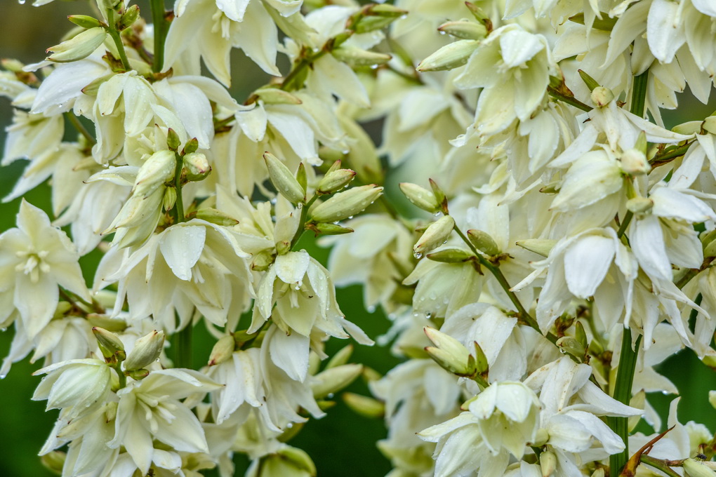 Panevėžio rajone, Kaubariškio soduose, – akį traukiantis reginys: vieno garsiausių šalies gėlių selekcininko panevėžiečio Algirdo Gražio sode baltais žiedais pasidabino kelios dešimtys egzotiškųjų pluoštinių jukų.