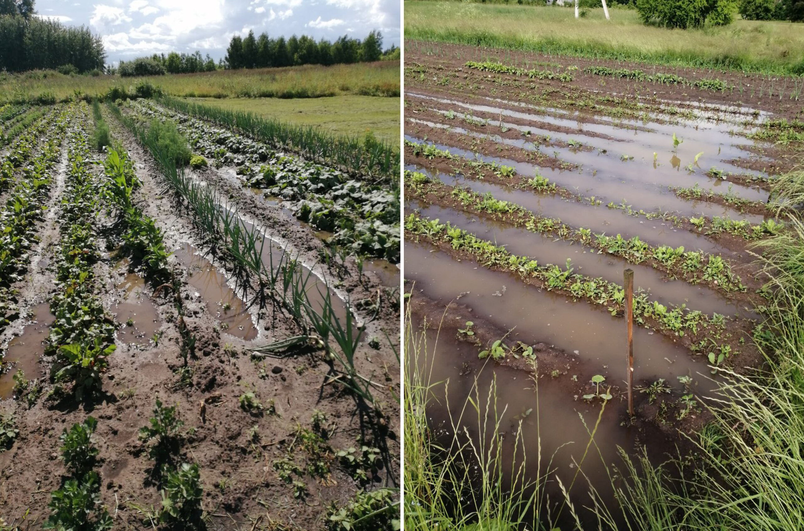 Šiųmetės liūtys, lydimos siautėjančių vėjų, šalies ūkininkams jau pridarė nuostolių. D. SAVICKIENĖS nuotr.