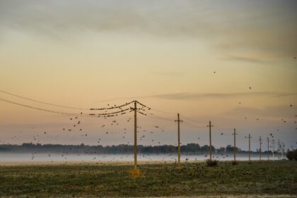 Baigiantis vasarai, ūkininkai priversti skaičiuoti ne tik permainingų orų, bet ir laukinių žvėrių padarytą žalą.