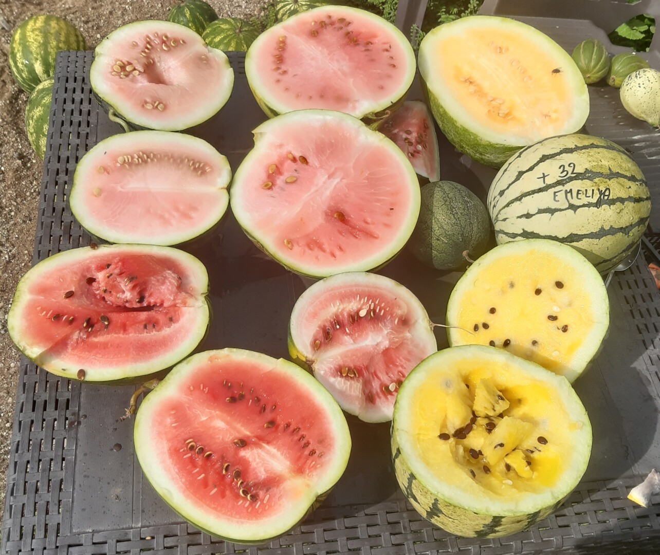 Vilmos Rakauskaitės-Žukienės darže – apie keturias dešimtis arbūzų veislių. Taip daug lengviau atsirinkti skaniausias ir lietuviškam klimatui atspariausias rūšis. V. RAKAUSKAITĖS-ŽUKIENĖS asmeninio archyvo nuotr.