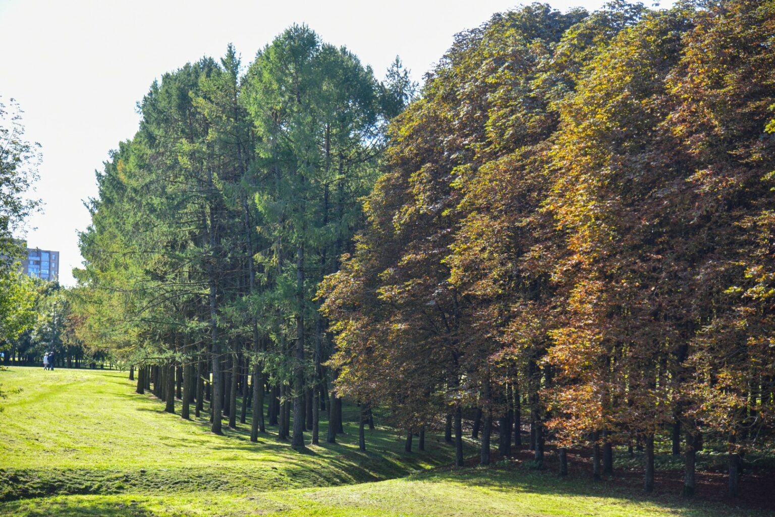 Miesto kaštonai vėl nurudo. Nors šiemet juos niokojančių kenkėjų kiek mažiau, keršakandžių užpultų medžių lapai ir šį rudenį rėžia akį parkuose ir miesto centre.
