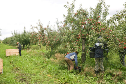 Lietuviškiems desertiniams obuoliams gresia tapti prabangos preke.