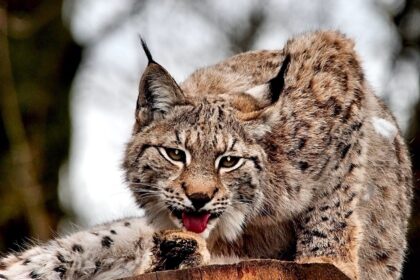Kaimyniniame Pasvalio rajone esantis būrius lankytojų sutraukiantis Raubonių parkas pretenduoja į juoduosius rekordininkus.