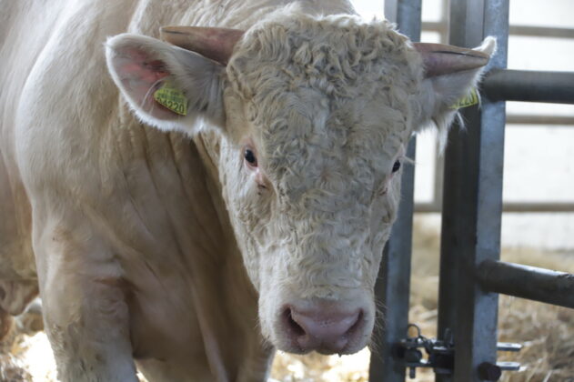 Gyvulininkystės paroda Algirdiškyje. I. Stulgaitės–Kriukienės nuotr.