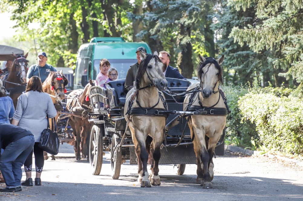 Ne vienerius metus veislinių gyvūnų parodas Panevėžio rajone, Algirdiškyje, rengusi valstybės valdoma įmonė „Panevėžio veislininkystė“ – ant bankroto slenksčio, o minias sutraukdavęs tradicinis renginys iškeliamas į Kauną.