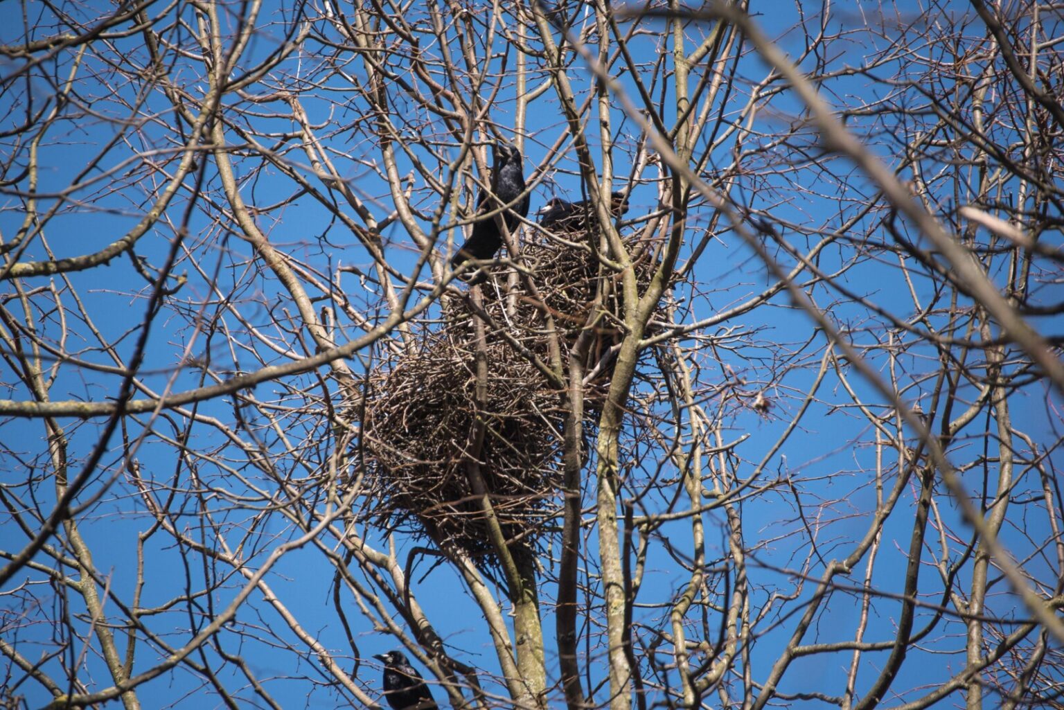Panevėžiečiai veltui iki raudonumo įkaitina Savivaldybės specialistų telefonus šaukdamiesi pagalbos apginti nuo varnų.