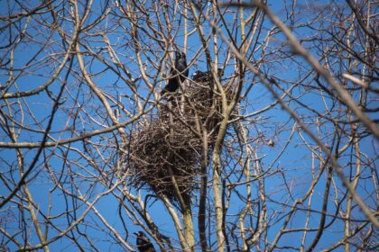 Panevėžiečiai veltui iki raudonumo įkaitina Savivaldybės specialistų telefonus šaukdamiesi pagalbos apginti nuo varnų.
