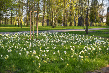Marijonų sodas, narcizai