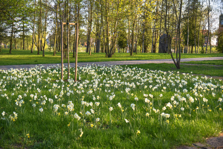 Marijonų sodas, narcizai