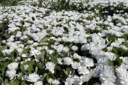 Panevėžiečio gėlininko, selekcininko Algirdo Gražio sode pražydo įspūdingos gėlės – pilnavidurės kanadinės sangvinarijos.