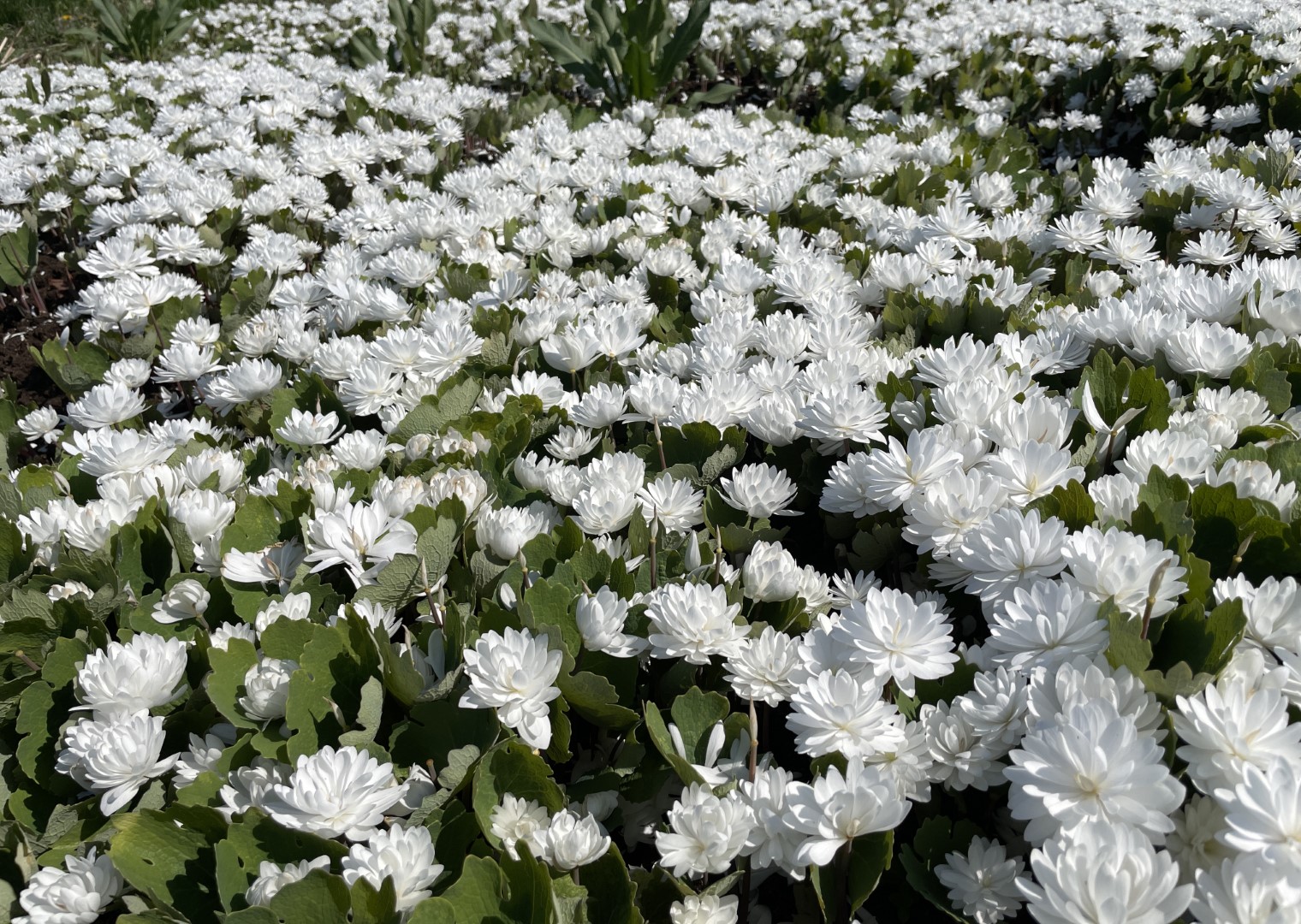 Panevėžiečio gėlininko, selekcininko Algirdo Gražio sode pražydo įspūdingos gėlės – pilnavidurės kanadinės sangvinarijos.