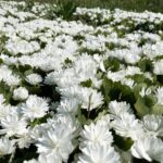 Panevėžiečio gėlininko, selekcininko Algirdo Gražio sode pražydo įspūdingos gėlės – pilnavidurės kanadinės sangvinarijos.