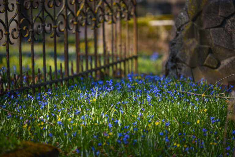 Pavasarį pražydus sibirinėms scylėms, Apvaizdos take esančias senąsias Panevėžio kapines uždengia mėlynas žiedų kilimas.