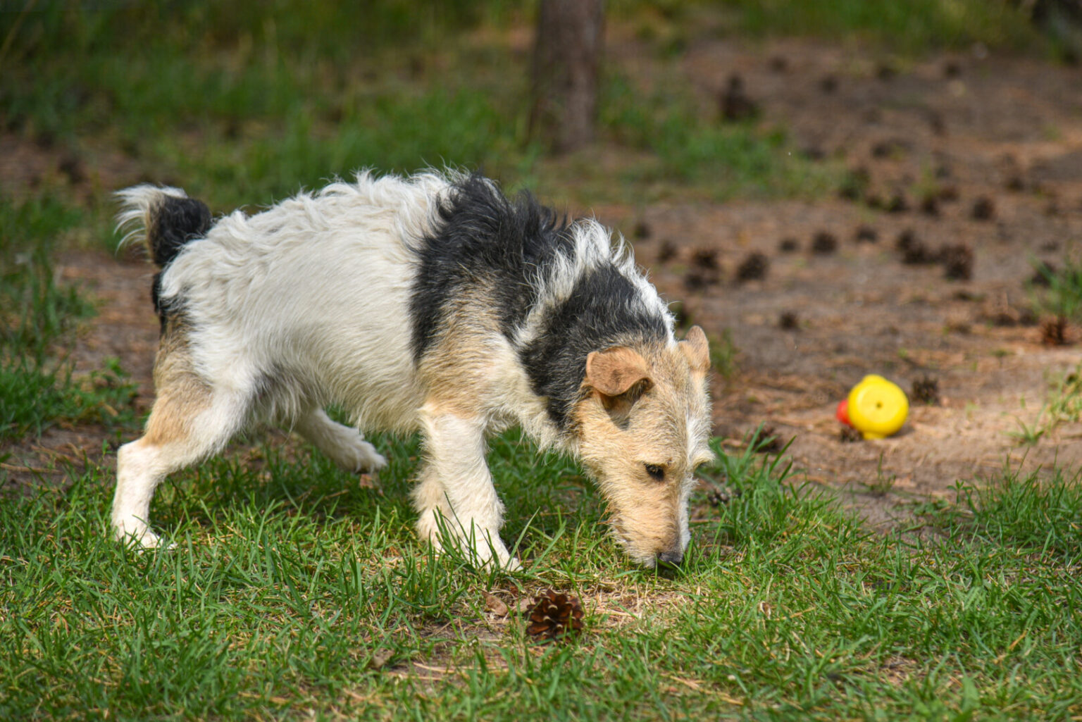Po gerų dviejų savaičių sueis metai, kai Lietuva privalėjo mikroschemomis būti suženklinusi visus šalies šunis, kates bei namuose auginamus šeškus.