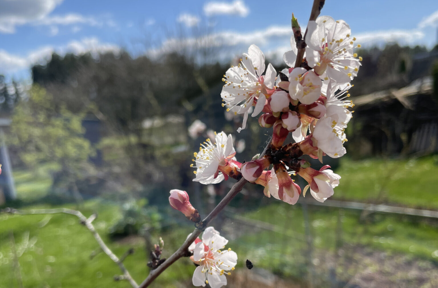 Rekordinėmis šalnomis pasižymėjusio pavasario nuostolius vertinantys sodininkai ir ūkininkai skaičiuoja, jog vietomis šios nukandusios apie 95 proc. būsimo derliaus.