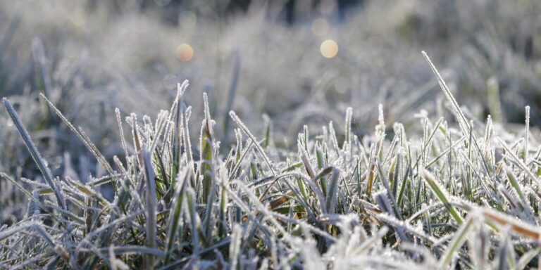 Naktį iš šeštadienio į sekmadienį Lietuvoje užfiksuotos stichinės šalnos, praneša Lietuvos hidrometeorologijos tarnyba.