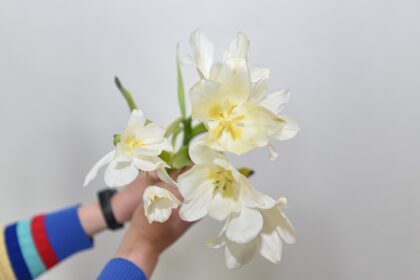 Panevėžietės sode pražydusi tulpė net su aštuoniais žiedais pretenduoja tapti išskirtiniu gėlininkystės pasiekimu ir bene pirmąja registruota rekordininke tarp savo giminaičių.