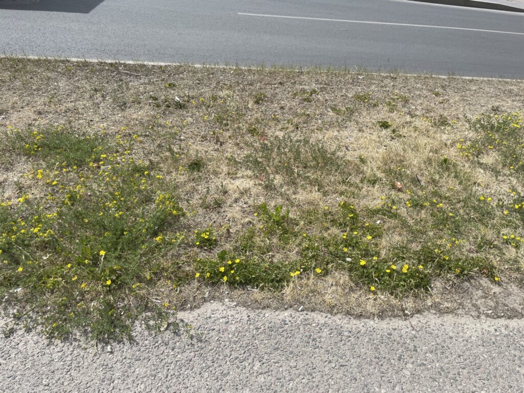 Sausi orai diktuoja kitokias gyvenimo sąlygas.