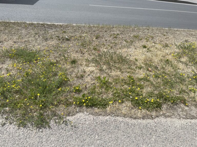 Sausi orai diktuoja kitokias gyvenimo sąlygas.