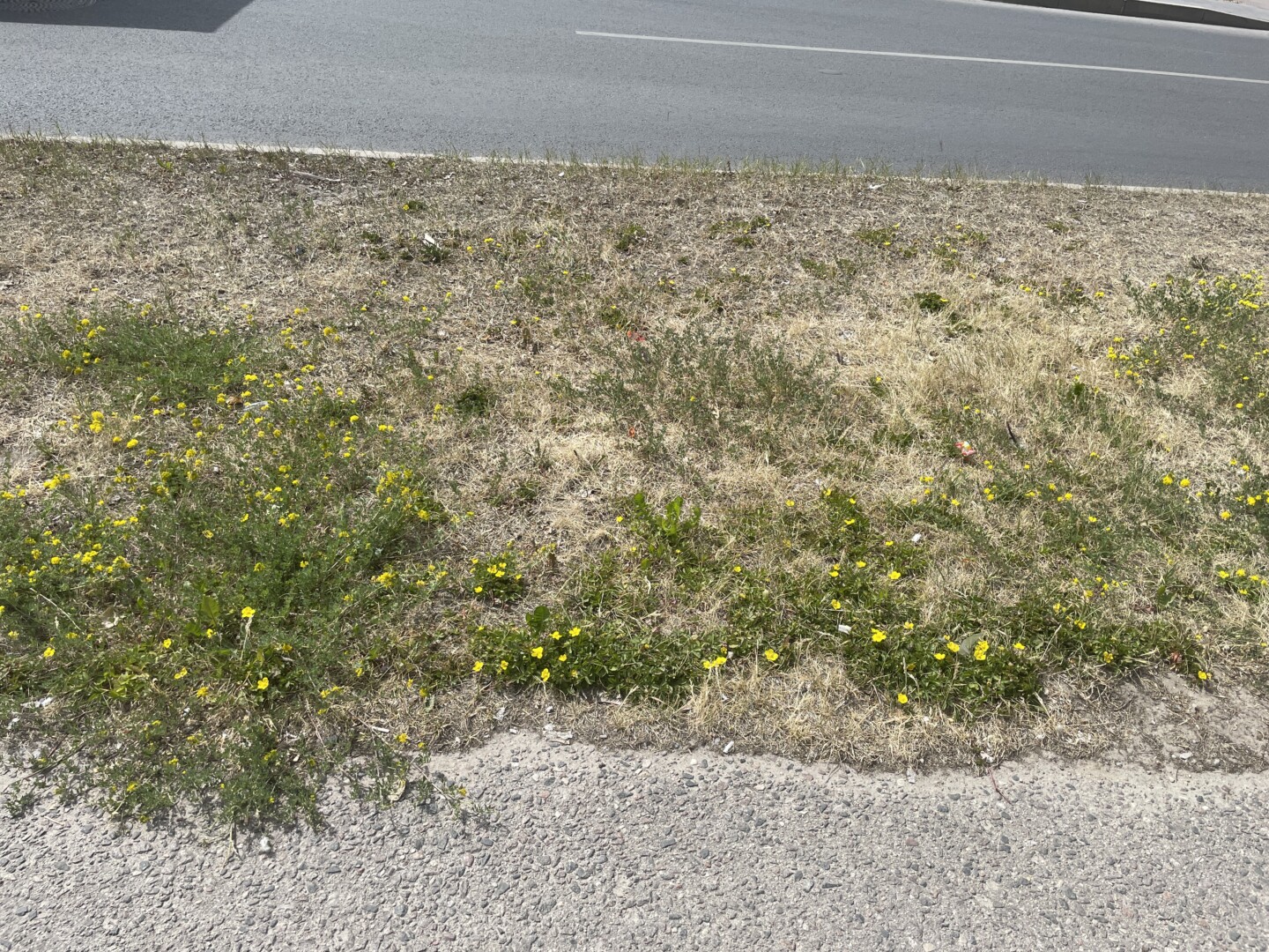 Sausi orai diktuoja kitokias gyvenimo sąlygas.