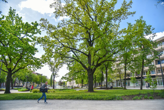 Ne tik gamtininkams, bet ir istorikams įdomus ąžuolas, lapojantis Laisvės aikštėje. P. Židonio nuotr.